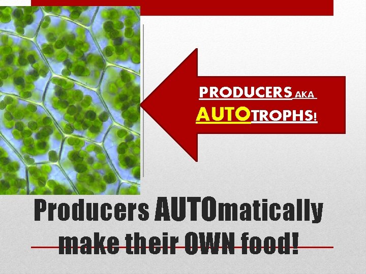 PRODUCERS AKA AUTOTROPHS! Producers AUTOmatically make their OWN food! 