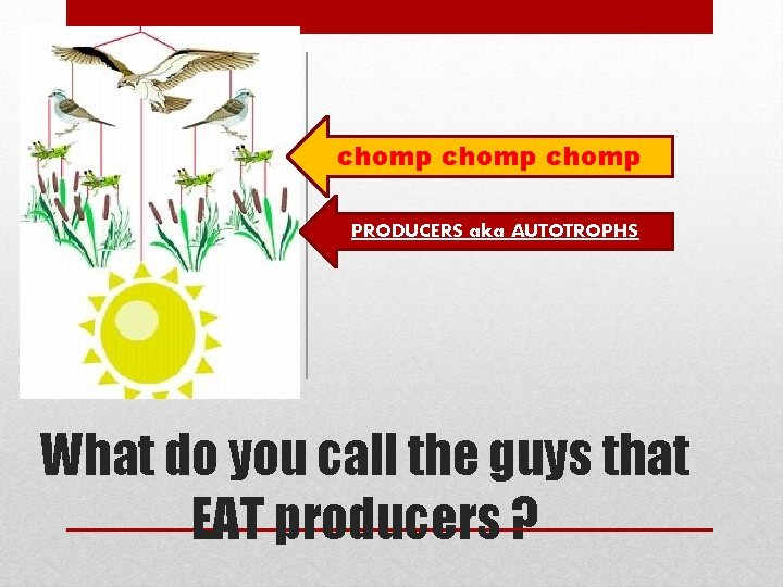 chomp PRODUCERS aka AUTOTROPHS What do you call the guys that EAT producers ? chomp PRODUCERS aka AUTOTROPHS What do you call the guys that EAT producers ?