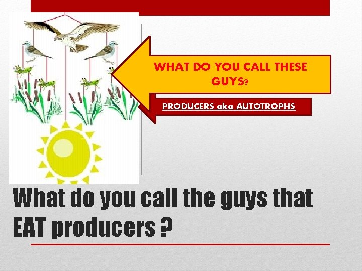 WHAT DO YOU CALL THESE GUYS? PRODUCERS aka AUTOTROPHS What do you call the