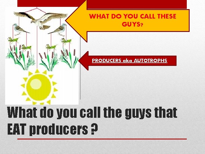 WHAT DO YOU CALL THESE GUYS? PRODUCERS aka AUTOTROPHS What do you call the WHAT DO YOU CALL THESE GUYS? PRODUCERS aka AUTOTROPHS What do you call the
