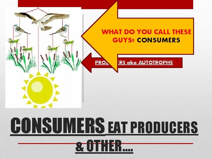 WHAT DO YOU CALL THESE GUYS? CONSUMERS PRODUCERS aka AUTOTROPHS CONSUMERS EAT PRODUCERS &