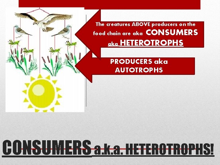 The creatures ABOVE producers on the CONSUMERS aka HETEROTROPHS food chain are aka PRODUCERS The creatures ABOVE producers on the CONSUMERS aka HETEROTROPHS food chain are aka PRODUCERS