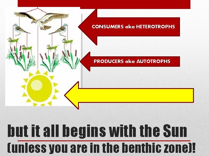 CONSUMERS aka HETEROTROPHS PRODUCERS aka AUTOTROPHS but it all begins with the Sun (unless CONSUMERS aka HETEROTROPHS PRODUCERS aka AUTOTROPHS but it all begins with the Sun (unless