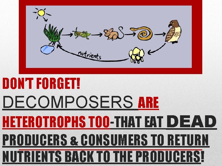 DON’T FORGET! DECOMPOSERS ARE HETEROTROPHS TOO-THAT EAT DEAD PRODUCERS & CONSUMERS TO RETURN NUTRIENTS