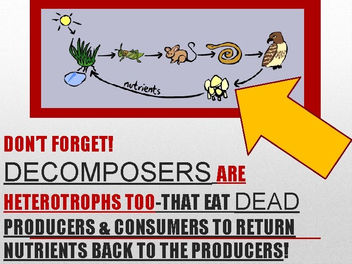 DON’T FORGET! DECOMPOSERS ARE HETEROTROPHS TOO-THAT EAT DEAD PRODUCERS & CONSUMERS TO RETURN NUTRIENTS