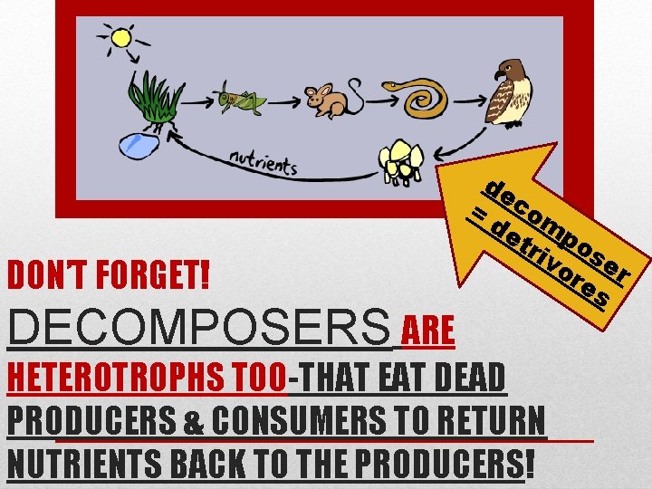 = DON’T FORGET! DECOMPOSERS ARE de co de mp tri os vo er re