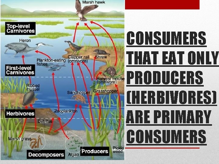 CONSUMERS THAT EAT ONLY PRODUCERS (HERBIVORES) ARE PRIMARY CONSUMERS 