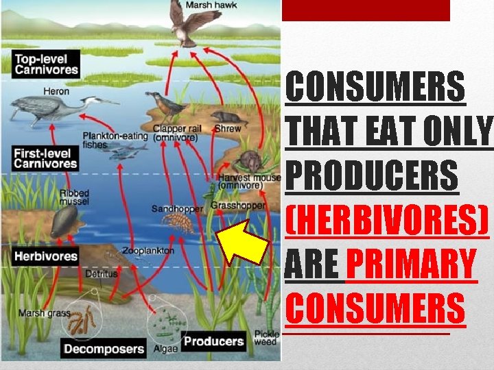 CONSUMERS THAT EAT ONLY PRODUCERS (HERBIVORES) ARE PRIMARY CONSUMERS 