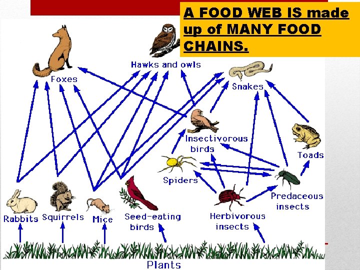 A FOOD WEB IS made up of MANY FOOD CHAINS. A FOOD WEB IS made up of MANY FOOD CHAINS.
