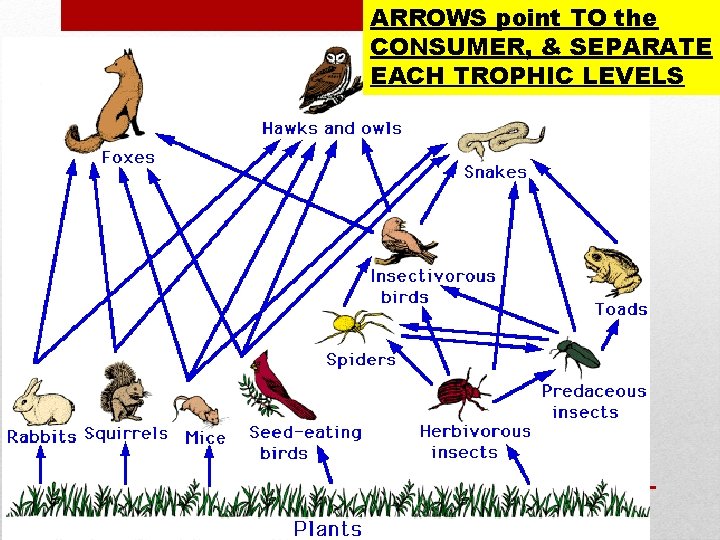 ARROWS point TO the CONSUMER, & SEPARATE EACH TROPHIC LEVELS ARROWS point TO the CONSUMER, & SEPARATE EACH TROPHIC LEVELS