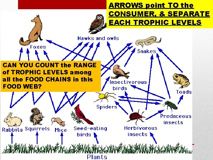 ARROWS point TO the CONSUMER, & SEPARATE EACH TROPHIC LEVELS CAN YOU COUNT the