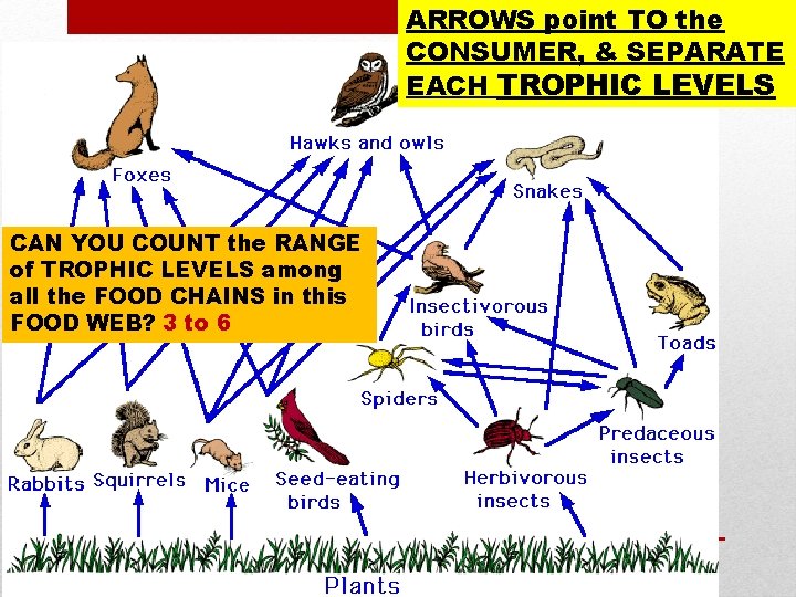 ARROWS point TO the CONSUMER, & SEPARATE EACH TROPHIC LEVELS CAN YOU COUNT the ARROWS point TO the CONSUMER, & SEPARATE EACH TROPHIC LEVELS CAN YOU COUNT the