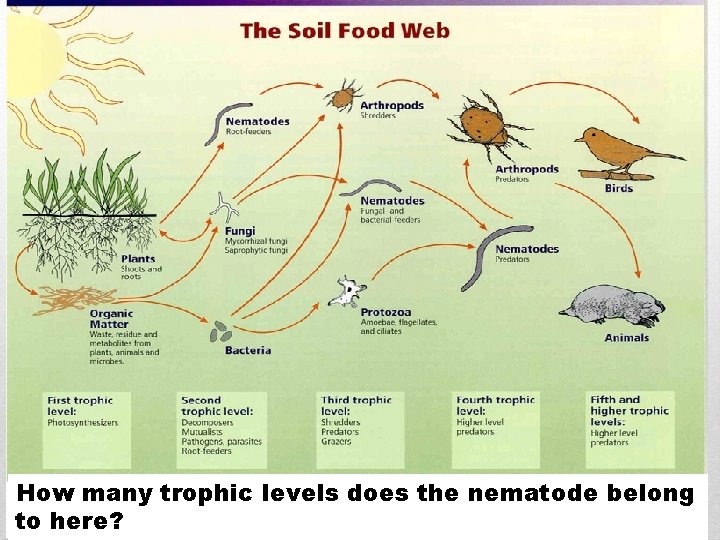 How many trophic levels does the nematode belong to here? 