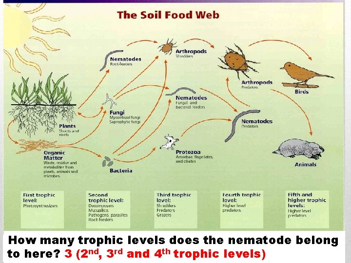 How many trophic levels does the nematode belong to here? 3 (2 nd, 3