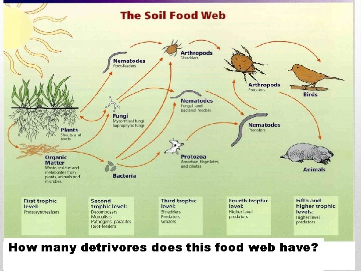 How many detrivores does this food web have? 