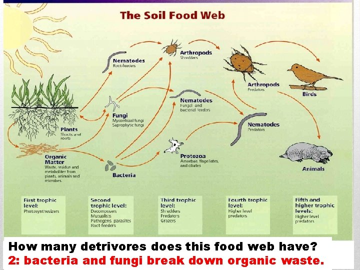 How many detrivores does this food web have? 2: bacteria and fungi break down