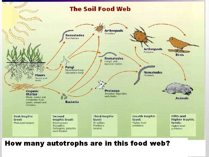 How many autotrophs are in this food web? How many autotrophs are in this food web?