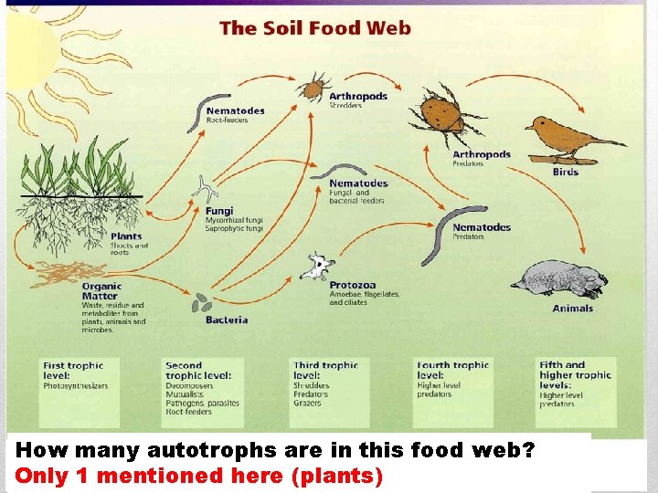 How many autotrophs are in this food web? Only 1 mentioned here (plants) 