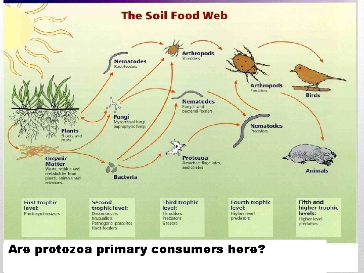 Are protozoa primary consumers here? 