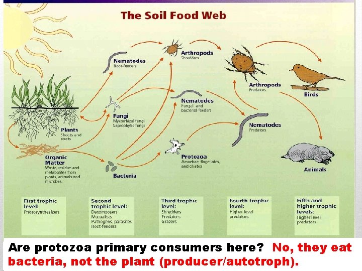 Are protozoa primary consumers here? No, they eat bacteria, not the plant (producer/autotroph). 