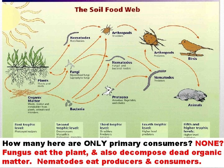 How many here are ONLY primary consumers? NONE? Fungus eat the plant, & also