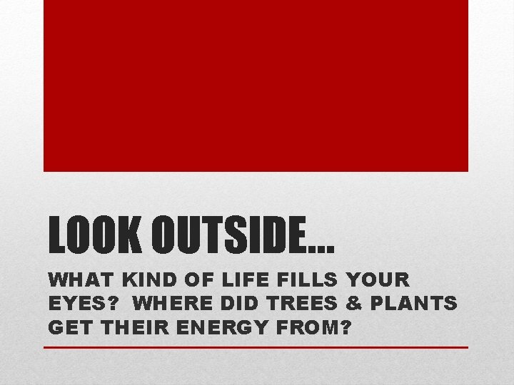 LOOK OUTSIDE… WHAT KIND OF LIFE FILLS YOUR EYES? WHERE DID TREES & PLANTS