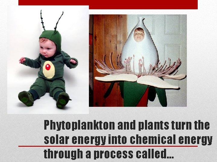 Phytoplankton and plants turn the solar energy into chemical energy through a process called… Phytoplankton and plants turn the solar energy into chemical energy through a process called…