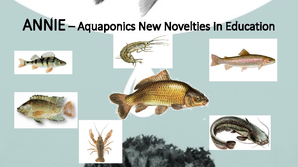 ANNIE – Aquaponics New Novelties In Education 