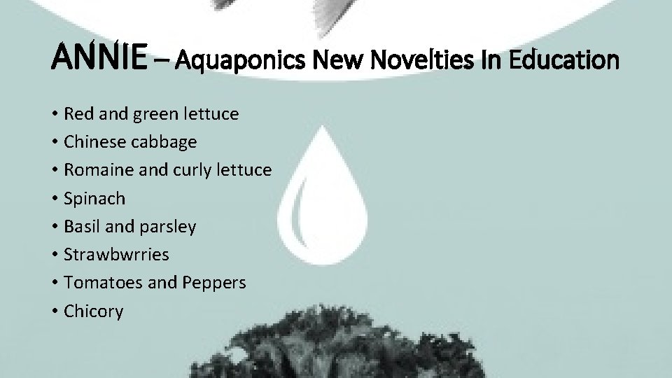 ANNIE – Aquaponics New Novelties In Education • Red and green lettuce • Chinese