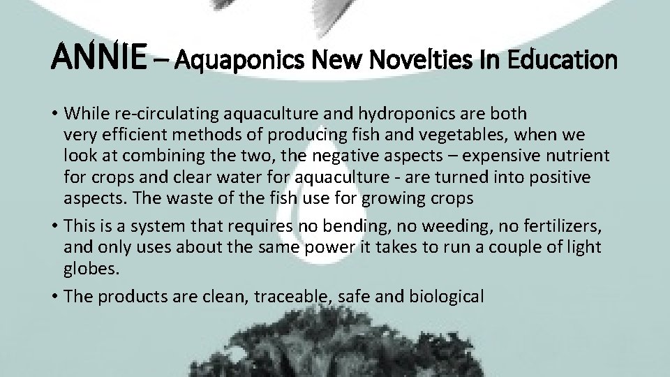 ANNIE – Aquaponics New Novelties In Education • While re-circulating aquaculture and hydroponics are