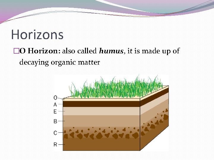 Horizons �O Horizon: also called humus, it is made up of decaying organic matter