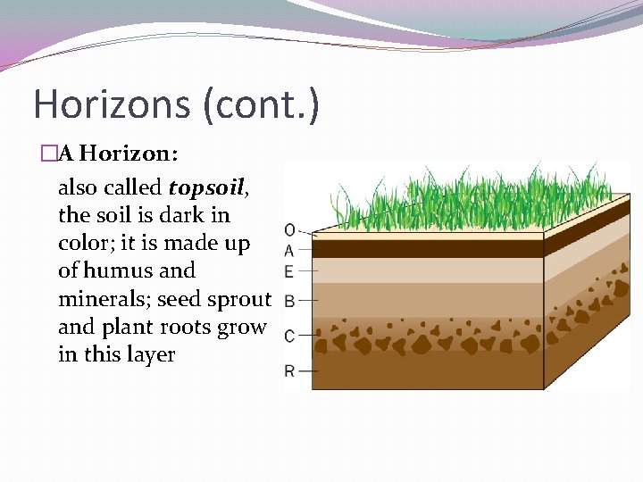 Horizons (cont. ) �A Horizon: also called topsoil, the soil is dark in color;