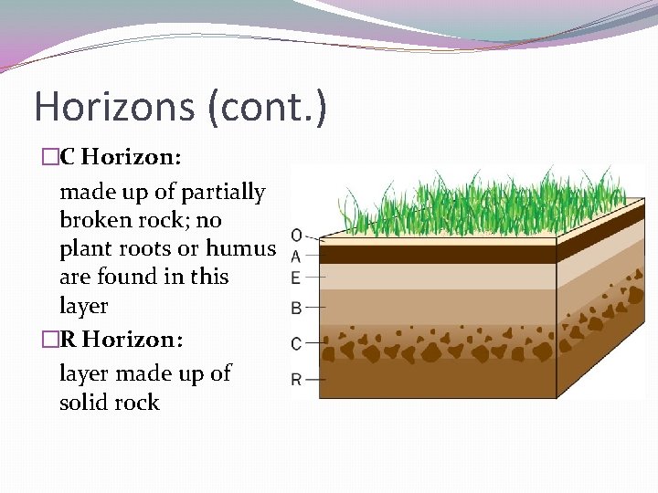 Horizons (cont. ) �C Horizon: made up of partially broken rock; no plant roots