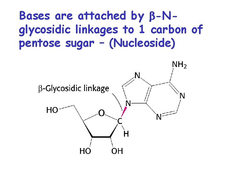 Bases are attached by b-Nglycosidic linkages to 1 carbon of pentose sugar – (Nucleoside)