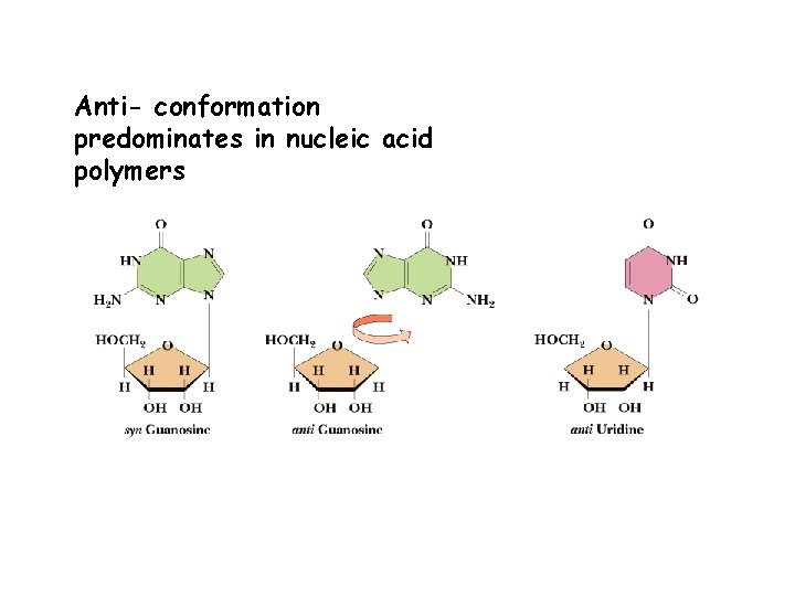 Anti- conformation predominates in nucleic acid polymers 