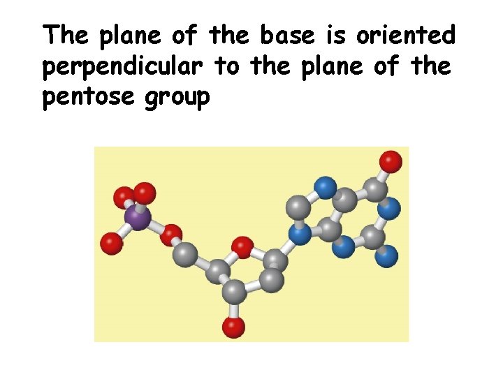 The plane of the base is oriented perpendicular to the plane of the pentose