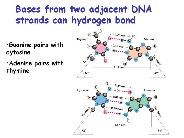 Bases from two adjacent DNA strands can hydrogen bond • Guanine pairs with cytosine