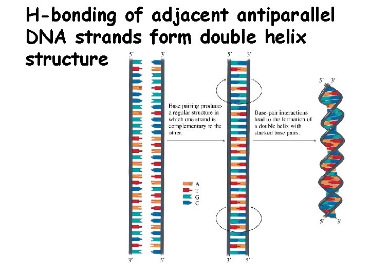 H-bonding of adjacent antiparallel DNA strands form double helix structure 
