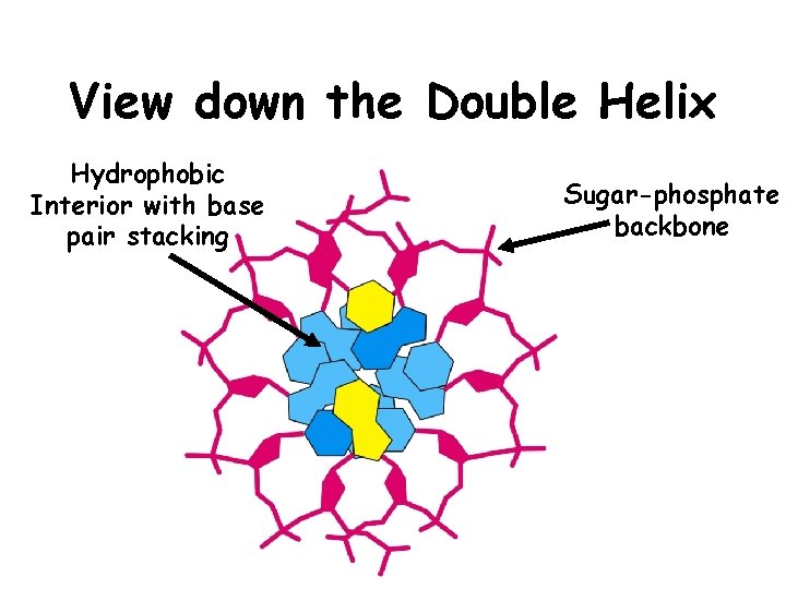 View down the Double Helix Hydrophobic Interior with base pair stacking Sugar-phosphate backbone 
