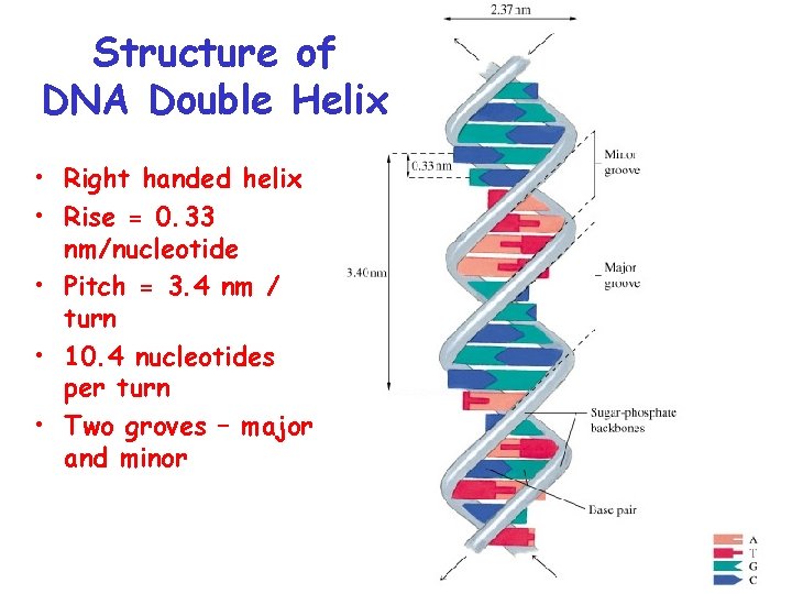 Structure of DNA Double Helix • Right handed helix • Rise = 0. 33