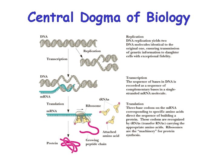 Central Dogma of Biology 