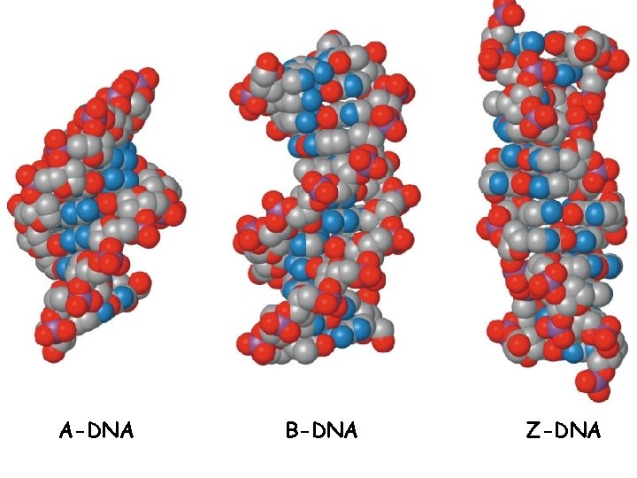 A-DNA B-DNA Z-DNA 