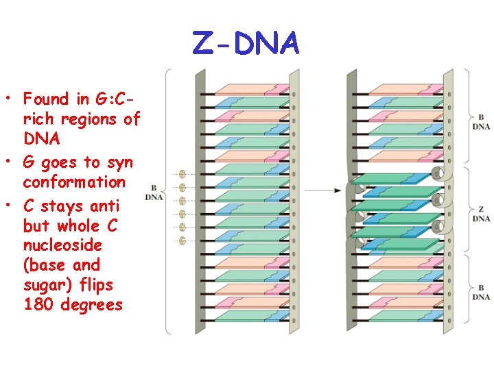Z-DNA • Found in G: Crich regions of DNA • G goes to syn