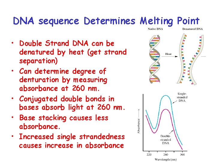 DNA sequence Determines Melting Point • Double Strand DNA can be denatured by heat
