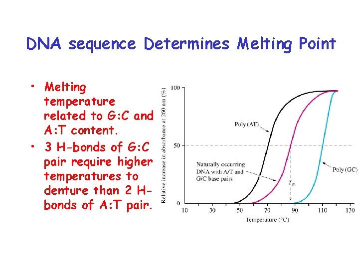 DNA sequence Determines Melting Point • Melting temperature related to G: C and A: