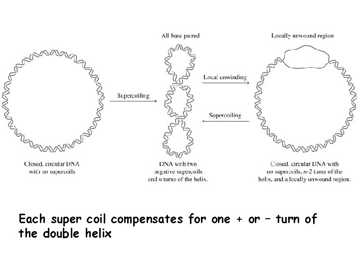 Each super coil compensates for one + or – turn of the double helix