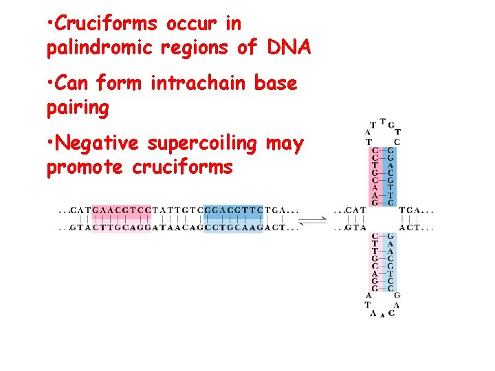  • Cruciforms occur in palindromic regions of DNA • Can form intrachain base
