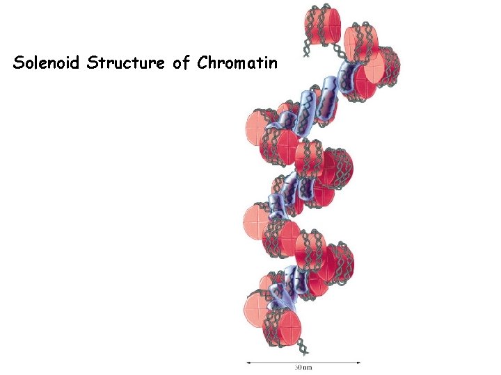 Solenoid Structure of Chromatin 