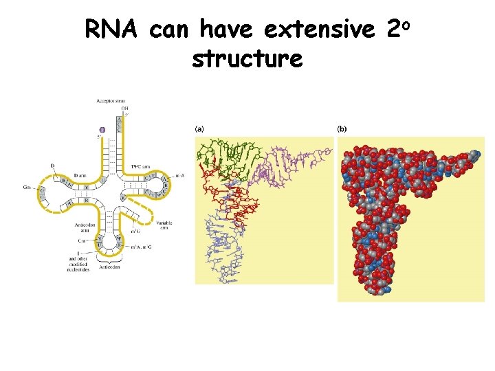 RNA can have extensive 2 o structure 