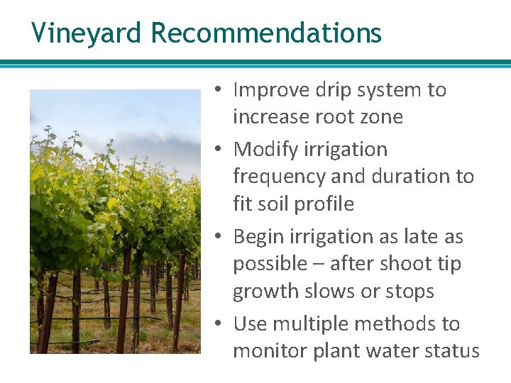 Vineyard Recommendations • Improve drip system to increase root zone • Modify irrigation frequency